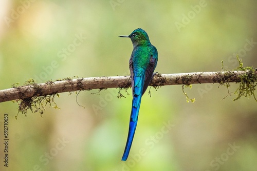 Fotografija Long-tailed sylph perched on a tree branch