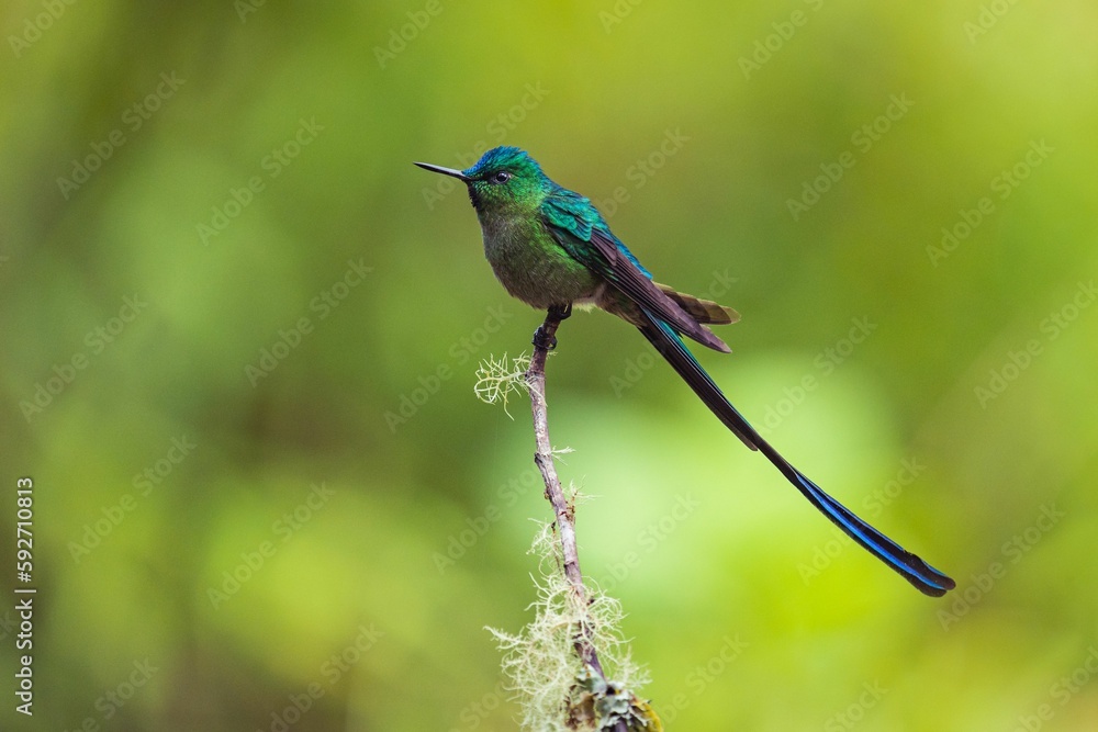Long-tailed sylph perched on a branch Long-tailed sylph perched on a branch