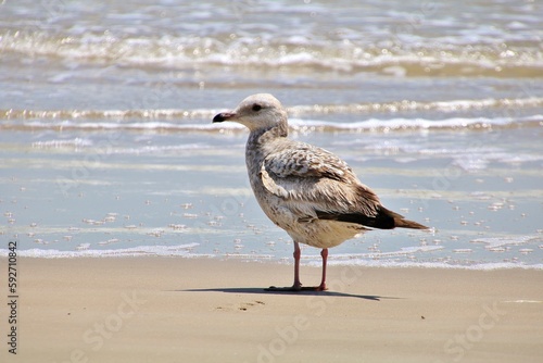 Western Gull on North Padre National Seashore beach © Shannon
