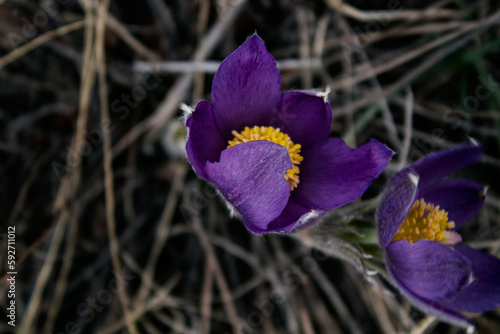 Beautiful blue flower of greater pasque flower or pasqueflower. Soft focus