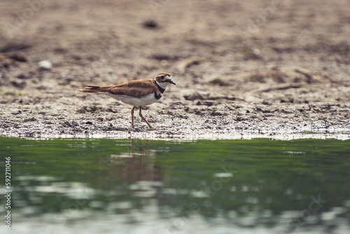 Small killdeer bird by a pond © Dionnisios Patricio/Wirestock Creators