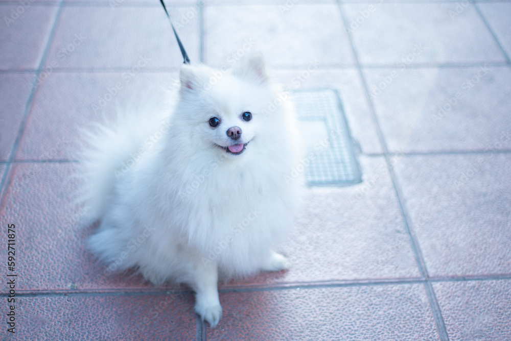 funny thoroughbred purebred white spitz dog on a leash, sitting, looking at the camera with an open mouth smiling,selective focus,