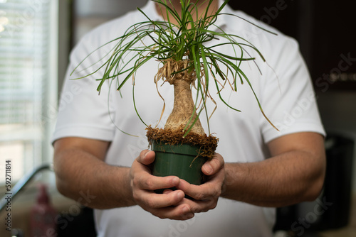 Person holding a pot of a little ponytail palm called beaucarnea recurvata in house 