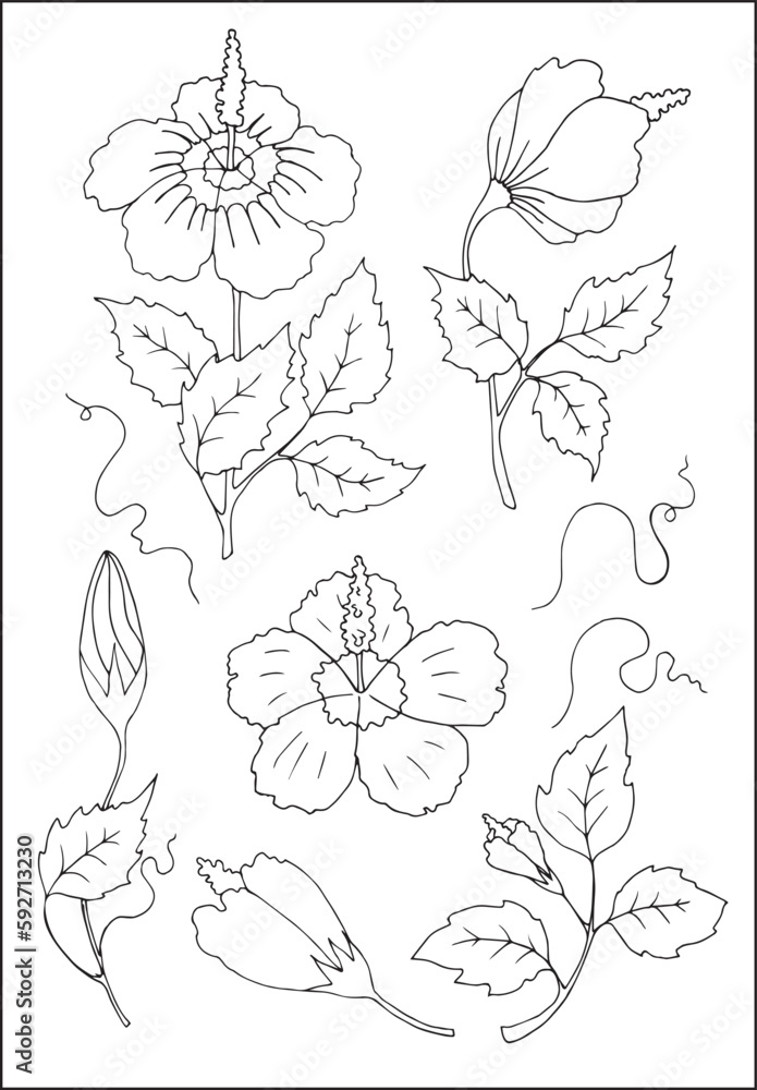Set of hibiscus. Vector vegetal botanical decorative elements in black
