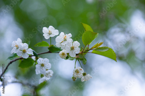 Close-up of apple tree flowers.