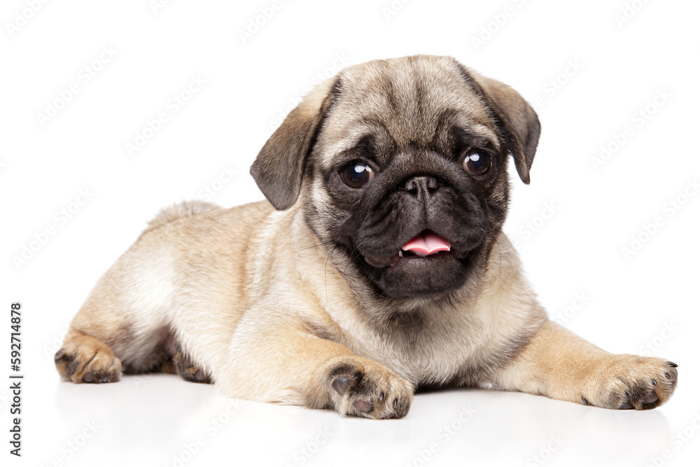 Young Pug Whelp - A Funny and Loyal Companion Young Pug Whelp - A Funny and Loyal Companion