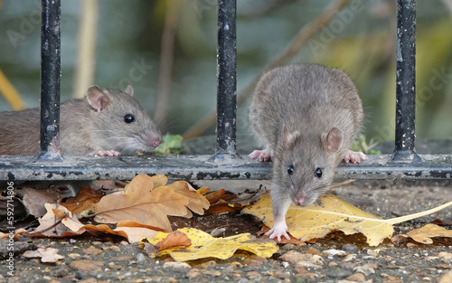 Two brown rats climbing through metal railings in a park on an autumn day.   photo