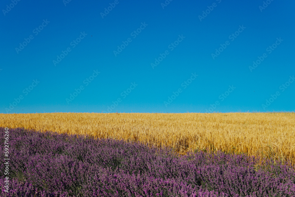 field with lavender with wheat blue sky beautiful nature field with lavender with wheat blue sky beautiful nature