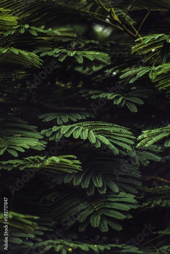 fern in the forest  forest  moody  mood  plants  nature  forest time  forest  nature  tree  palm  tropical  jungle  plant  trees  water  leaf  landscape  garden  rainforest  plants  summer  grass  fer