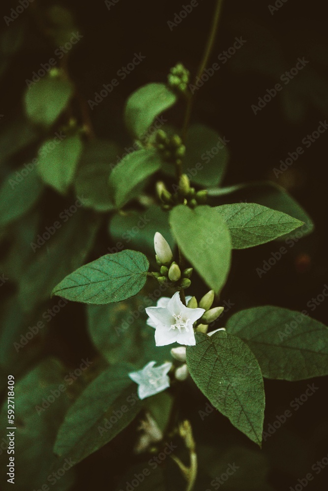 white flower, leaf, plant, nature, leaves, isolated, branch, spring, flower, tree, white, closeup, garden, fresh, botany, blossom, summer, growth, herb, macro, foliage, plants, flora, vegetable, flowe white flower, leaf, plant, nature, leaves, isolated, branch, spring, flower, tree, white, closeup, garden, fresh, botany, blossom, summer, growth, herb, macro, foliage, plants, flora, vegetable, flowe