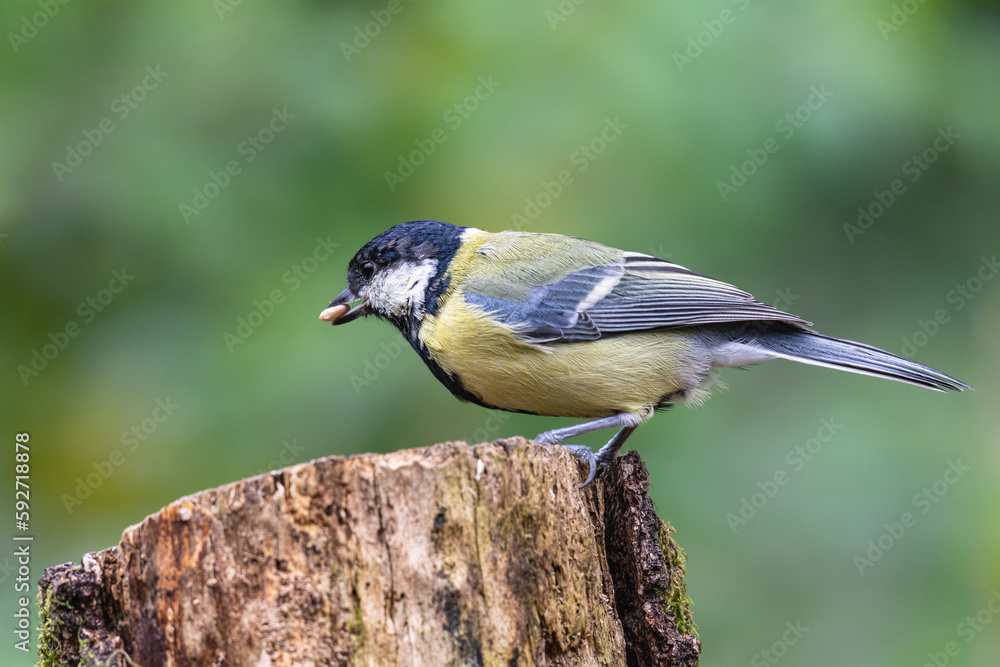 Obraz premium A Great Tit with food on a tree trunk in Sussex, England.