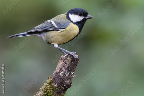 A Great Tit with food on a tree trunk in Sussex, England.