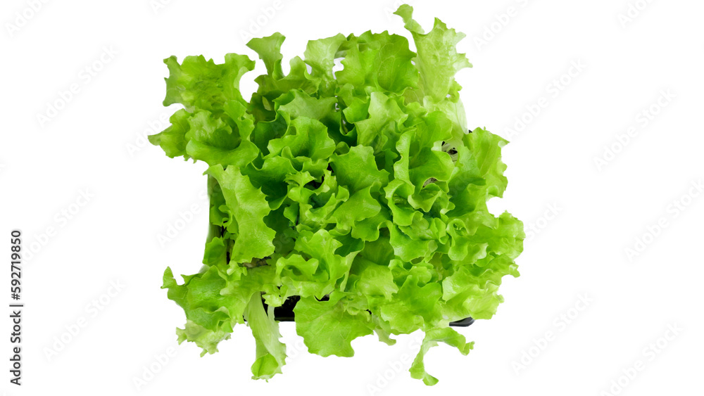 Obraz premium pied de salades à replanter dans un jardin