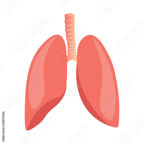 Human lungs that are responsible for our breathing, muscle, pink, breathing, belly, organ, vector illustration, isolated background