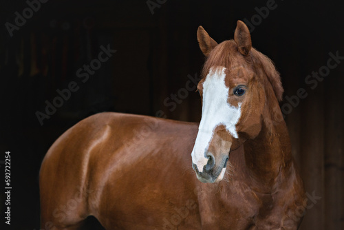 Elegant portrait of a red horse on a black background. A horse on a dark background.