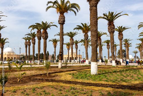 palm trees in the city