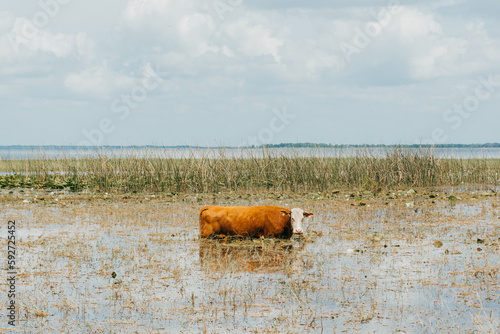 Φωτογραφία Cow eating hay at Boggy Creek, FL