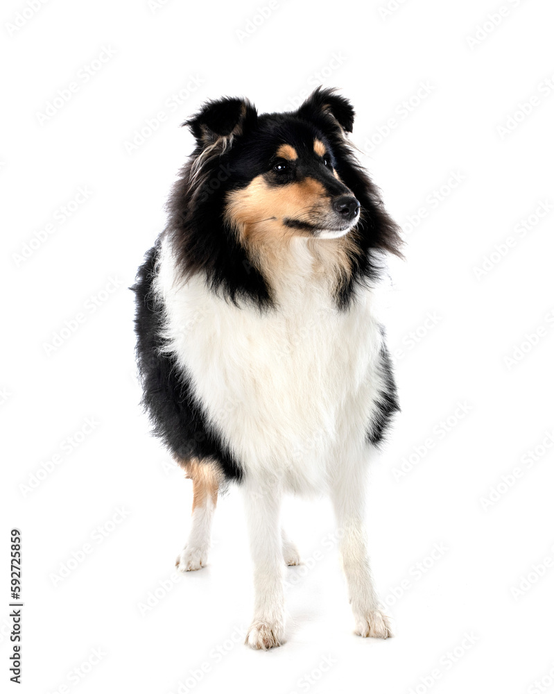 Fototapeta premium rough collie in studio