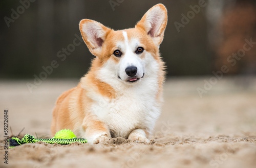 corgi dog and ball outdoors