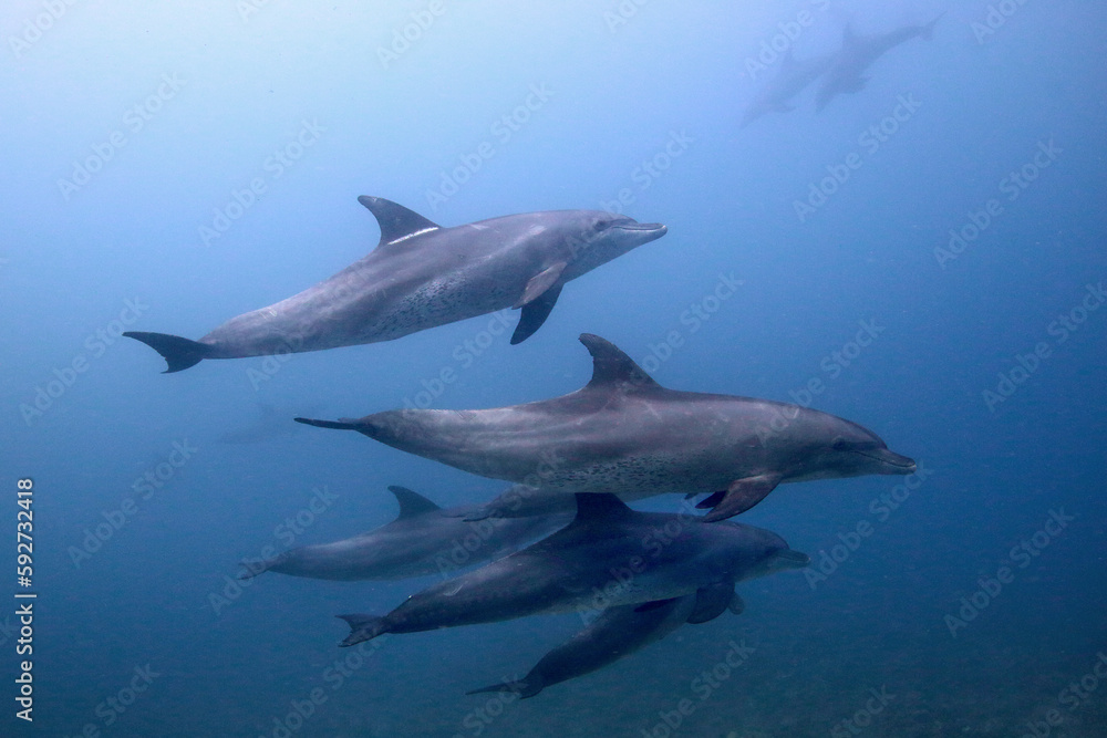 Grupo de delfines en el Mar Rojo