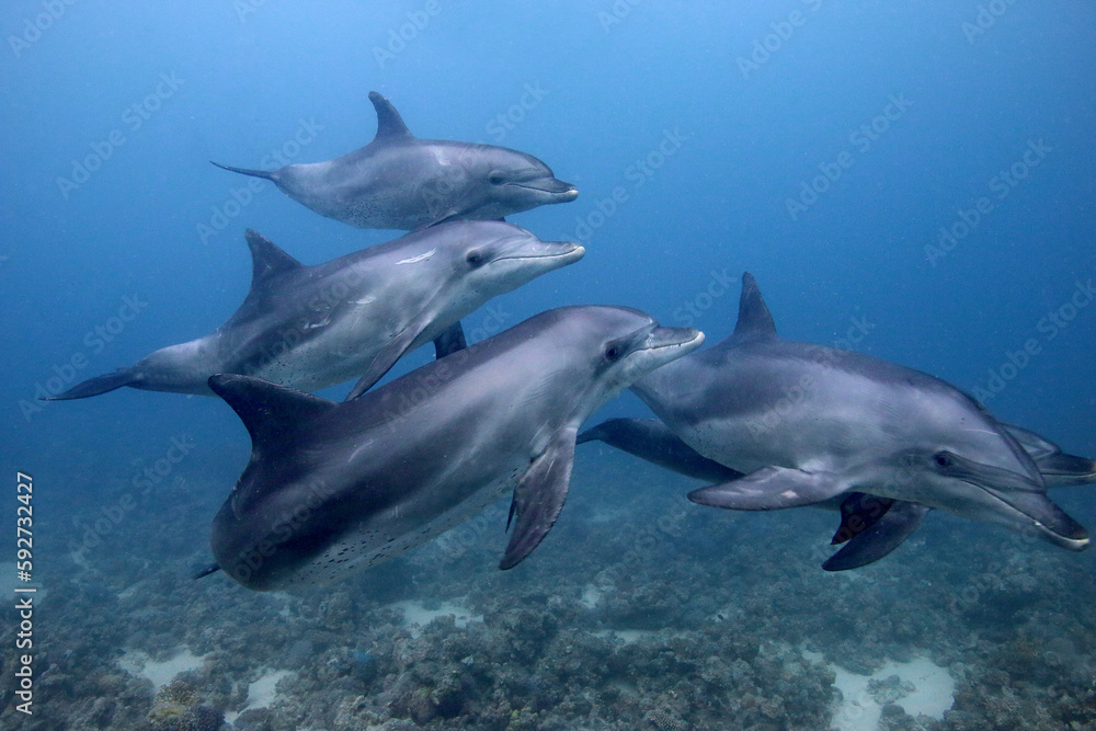Fototapeta premium Grupo de delfines en el Mar Rojo