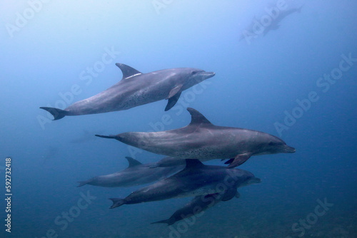 Grupo de delfines en el Mar Rojo