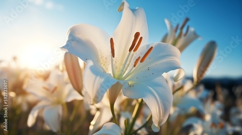 wallpaper flower lily tulip fresh beauty for poster, banner aspec ratio 16:9