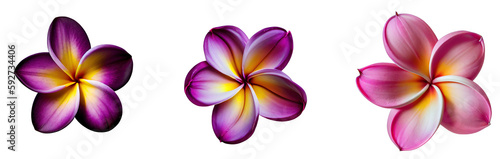 Top view illustration of tropical Plumeria flower blossom group of 3 in pink and purple Isolated on transparent background. Created using Generative AI