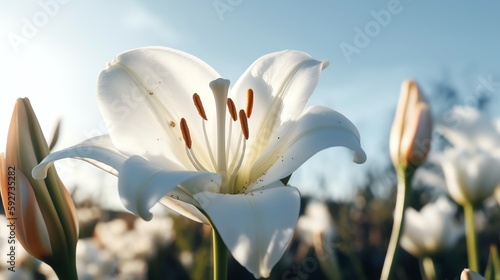 wallpaper flower lily tulip fresh beauty for poster, banner aspec ratio 16:9