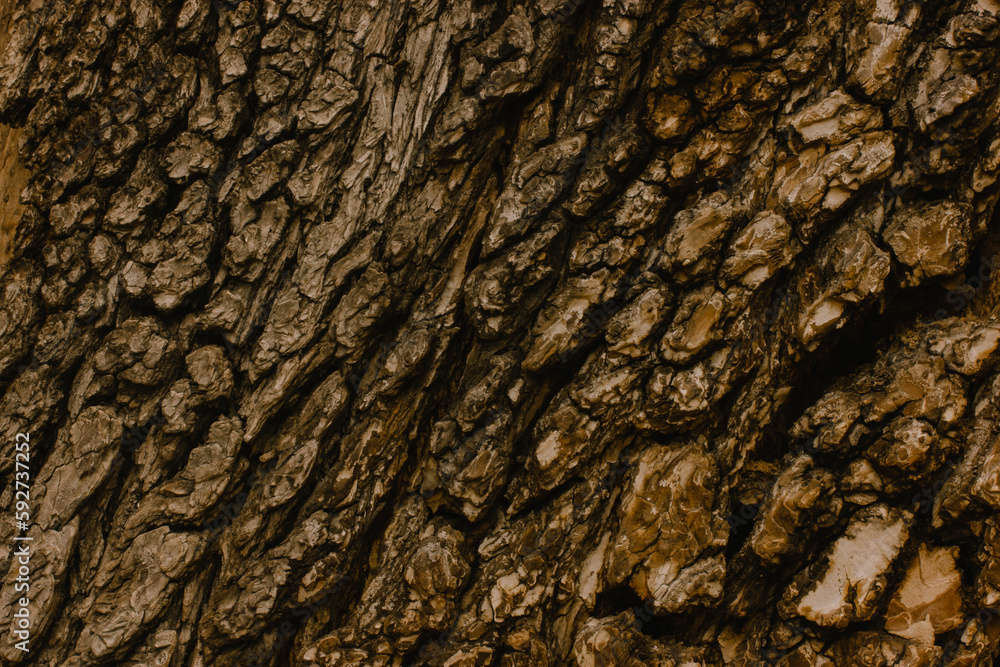Seamless old tree bark background texture of an old pine tree. Brown wood, tree trunk in forest, park, woods. Natural wallpaper. Details of trees. Seamless old tree bark background texture of an old pine tree. Brown wood, tree trunk in forest, park, woods. Natural wallpaper. Details of trees.
