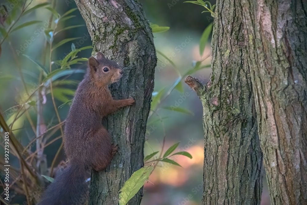 Cute brown squirrel (Sciuridae) on a tree trunk on the blurred background Cute brown squirrel (Sciuridae) on a tree trunk on the blurred background