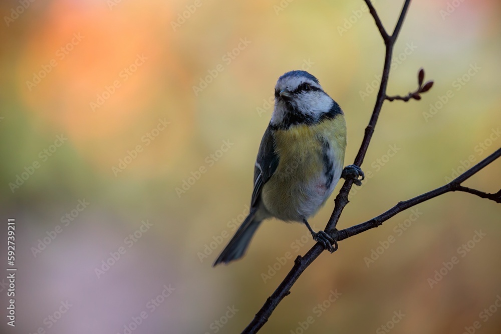 Cute Eurasian blue tit (Cyanistes caeruleus) resting on a tree branch on the blurred background