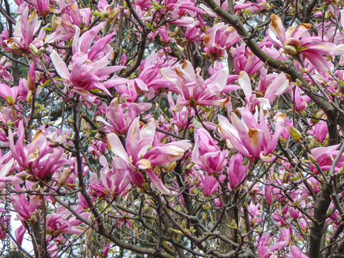 Flowering magnolia tree in the spring - in Romania