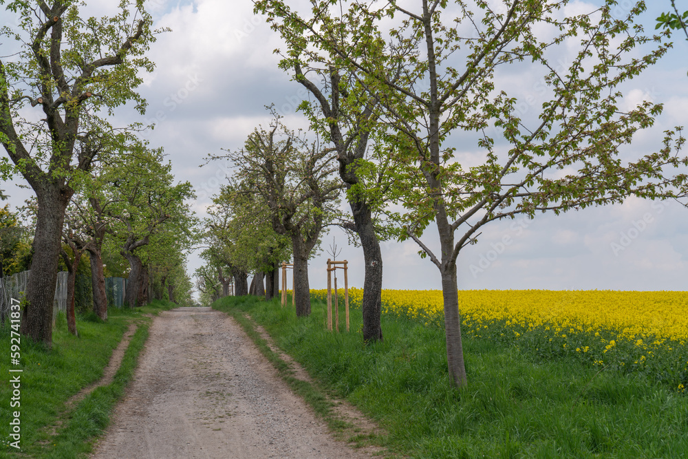 Rural landscape. Green path among yellow rapeseed fields. Sunny summer day. Big blue clouds. Germany, near Dresden Rural landscape. Green path among yellow rapeseed fields. Sunny summer day. Big blue clouds. Germany, near Dresden