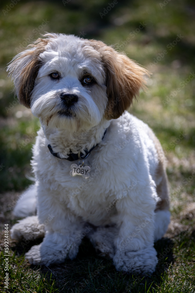 Lhasa apso puppy sitting on the grass