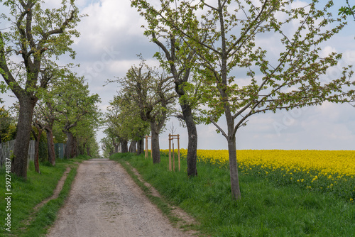 Rural landscape. Green path among yellow rapeseed fields. Sunny summer day. Big blue clouds. Germany, near Dresden