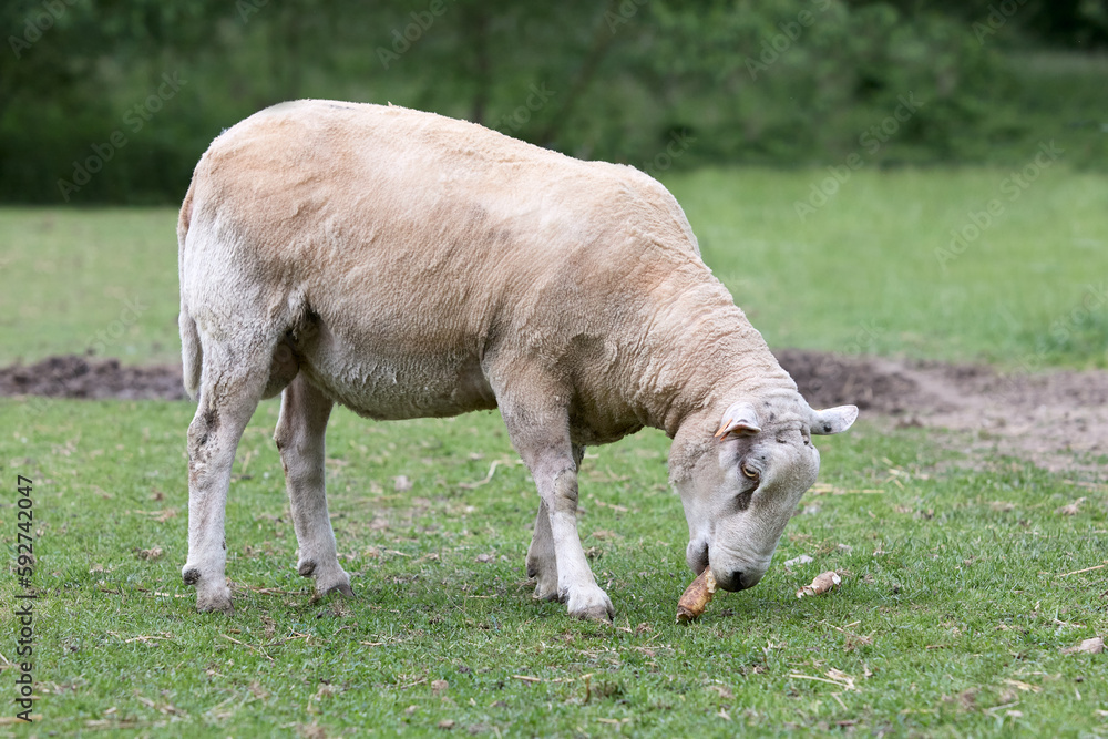 Freshly fleeced white Flemish sheep eats in meadow Freshly fleeced white Flemish sheep eats in meadow