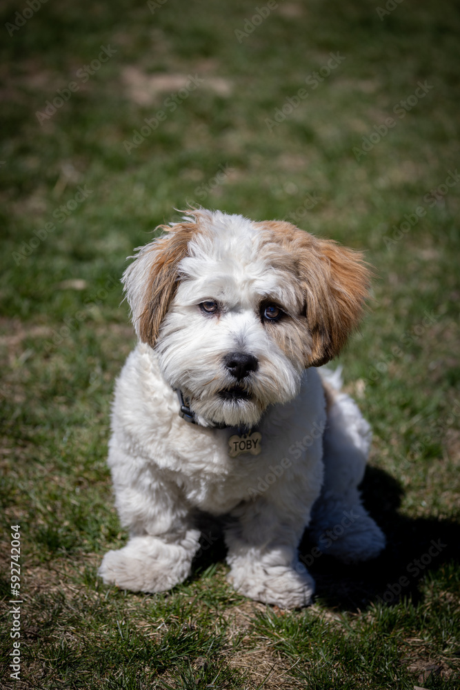 Lhasa apso puppy sitting on the grass