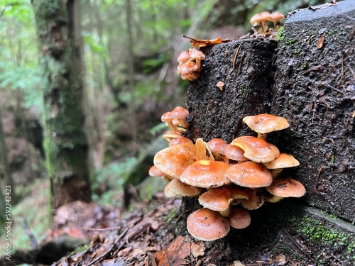 Closeup of brick cap mushrooms (Hypholoma lateritium) growing on a tree stump in a green forest photo