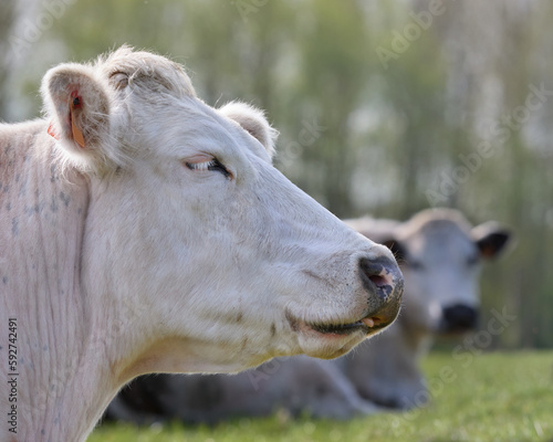 Close up of head of white cow © erwin