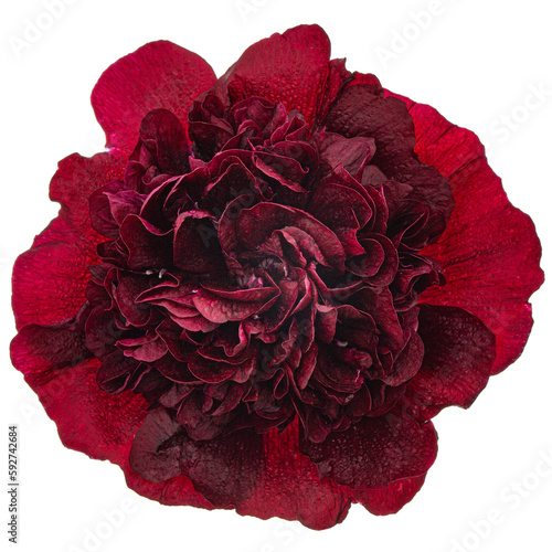 Very dark red flower of mallow, isolated on white background