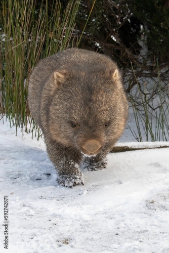 Cute  fluffy wombat walking on the snowy ground in winter in Tasmania  Australia