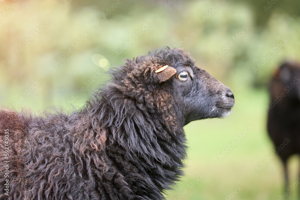 Brown ouessant sheep ewe isolated on blurred background