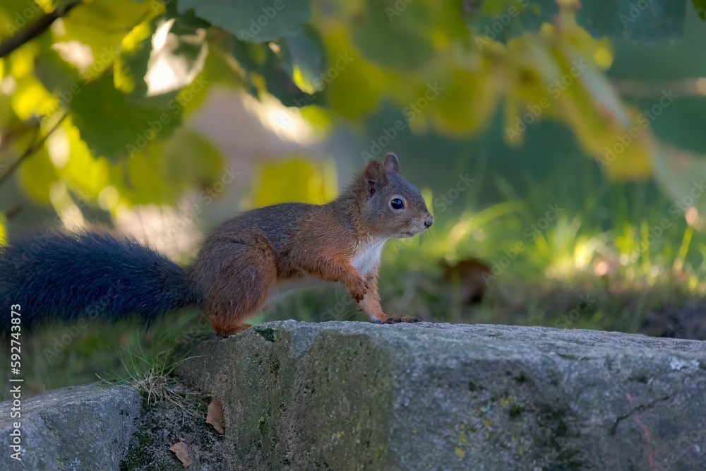 Shallow focus of Red squirrel on a rock with blurred green background Shallow focus of Red squirrel on a rock with blurred green background