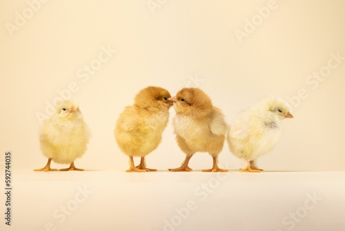 Baby chickens on a yellow background
