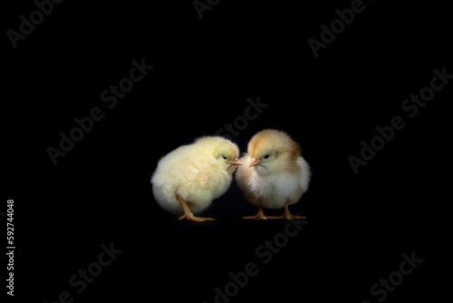 Konstfotografi Baby chickens on a black background