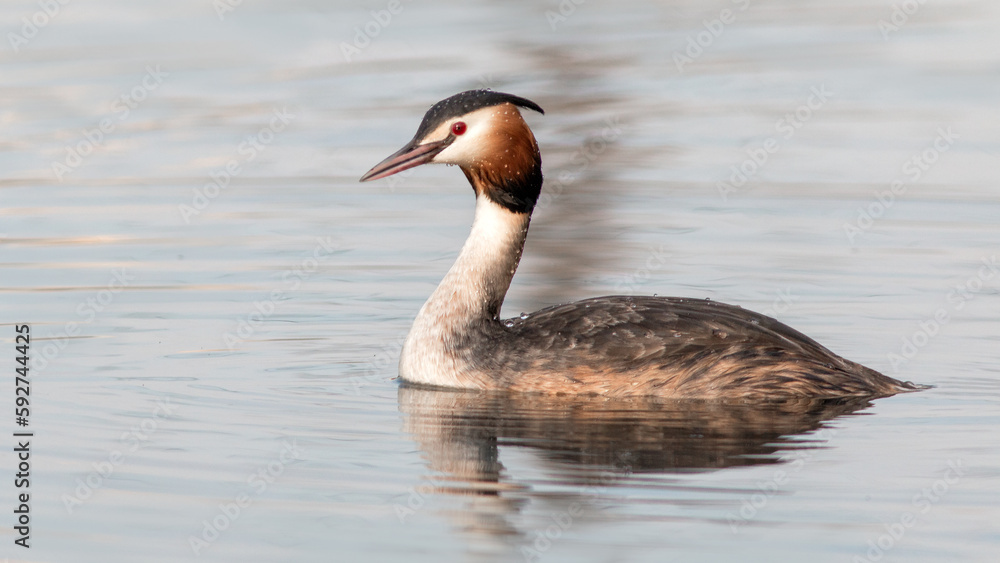 country goose swimming in water country goose swimming in water