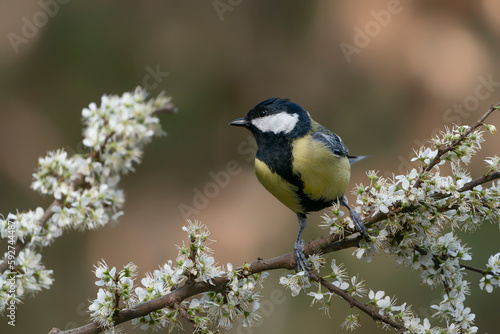 Great tit (Parus major) on a branch with white flowers in the forest of Noord Brbant in the Netherlands. 
