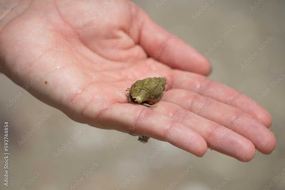 hermit Crab In Hand on the Beach
