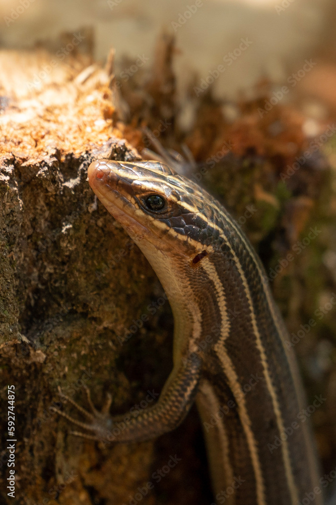 Naklejka premium Blue Tailed Skink